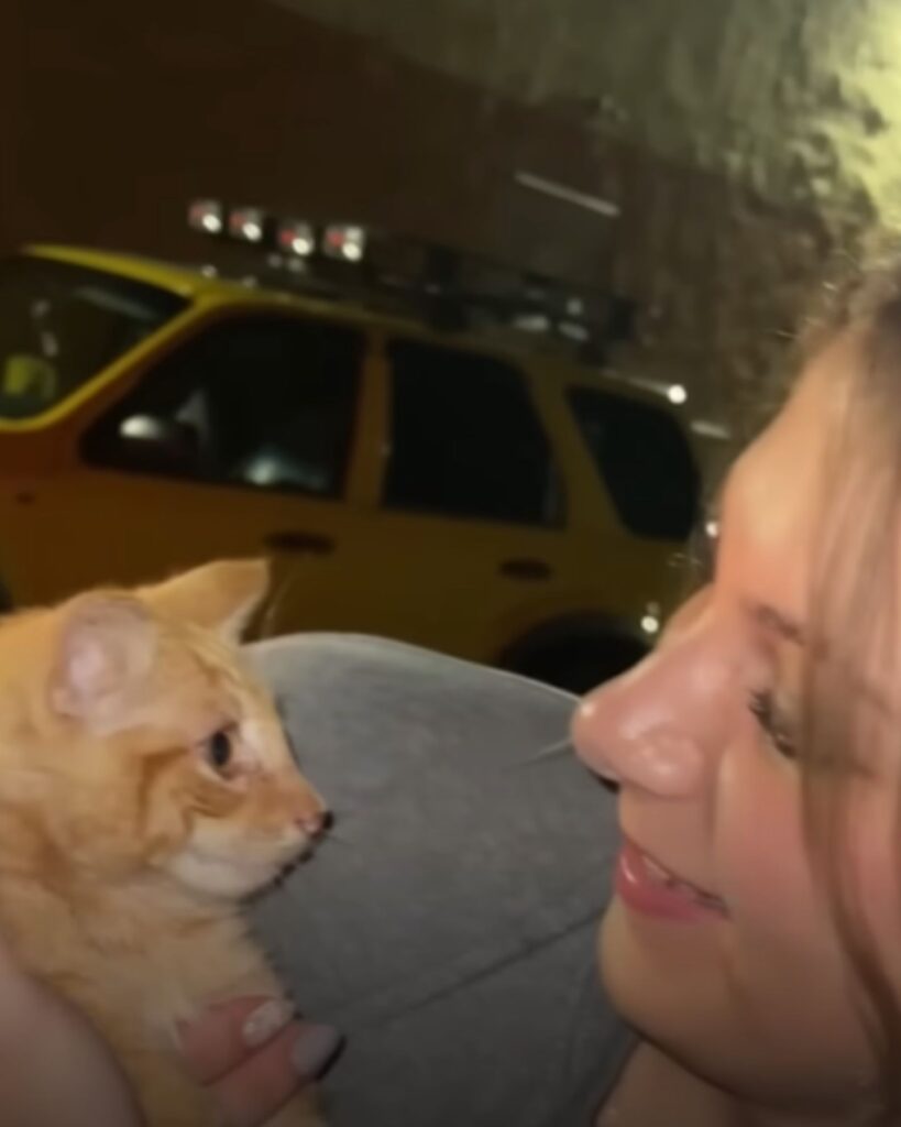 The kitten is looking at the girl