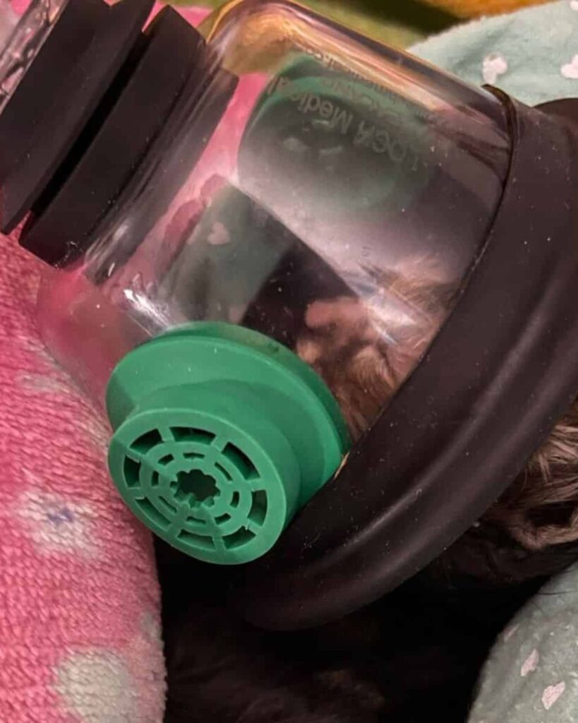 The kitten is lying in the incubator