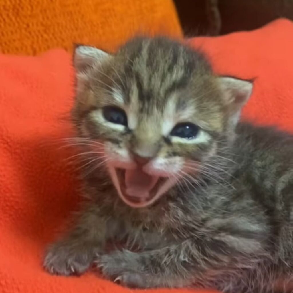 The kitten is meowing