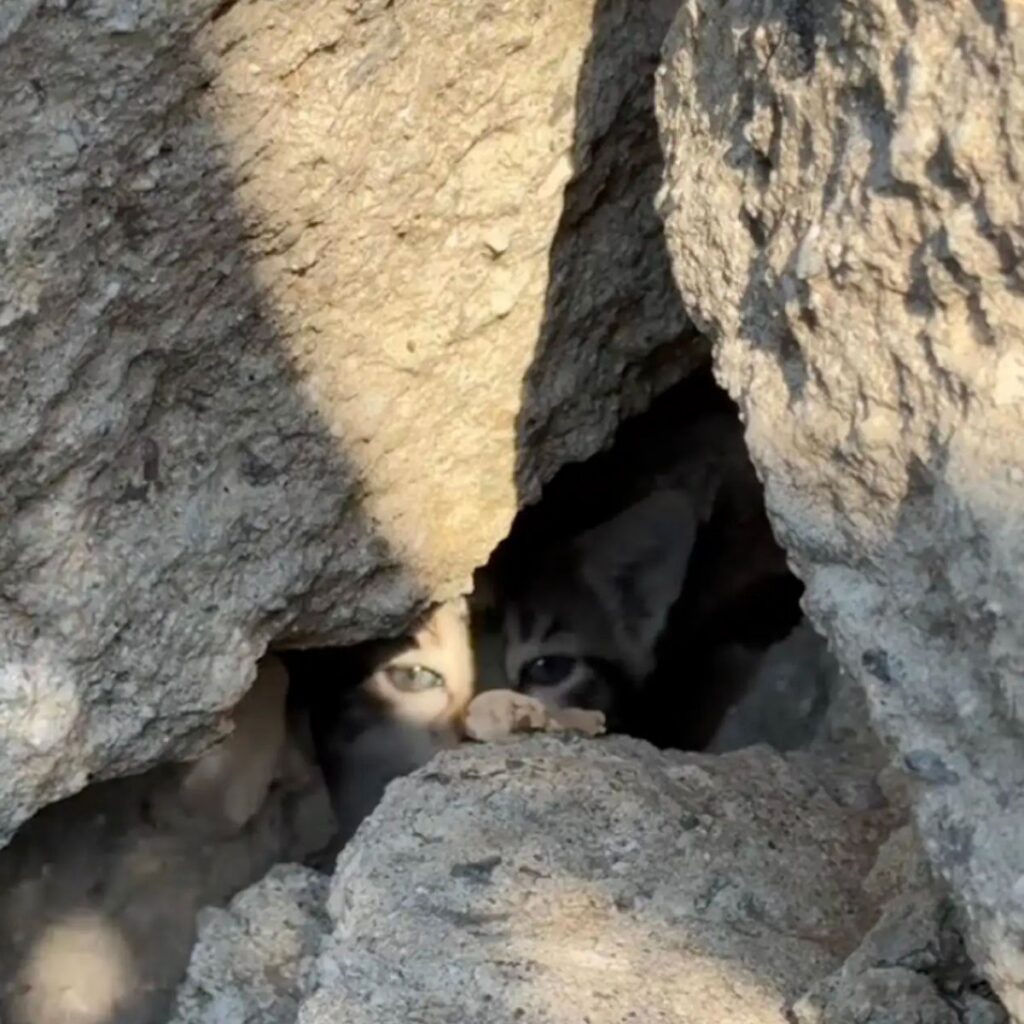 The kitten is peeking out from under the stone