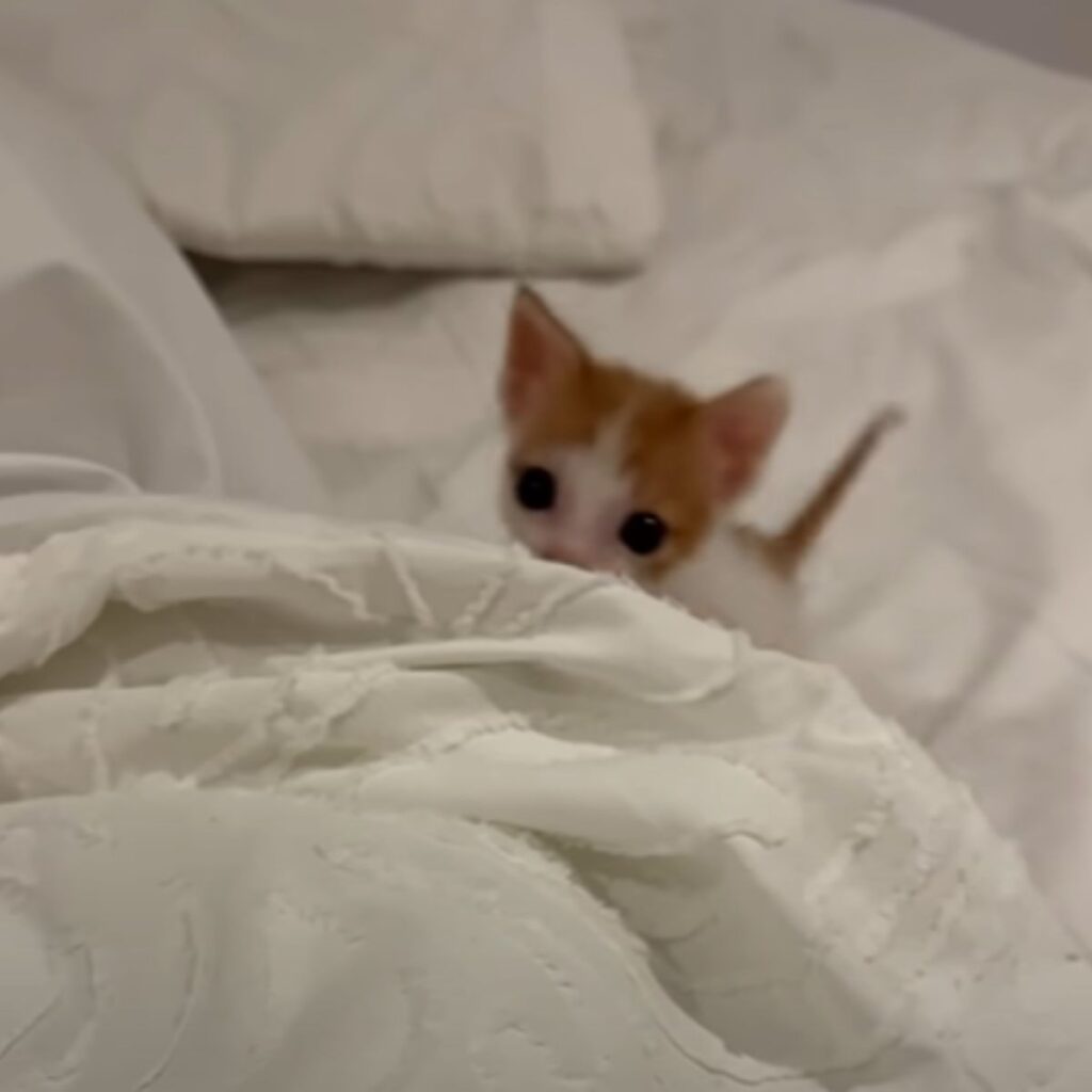 The kitten is peeking out of the bed
