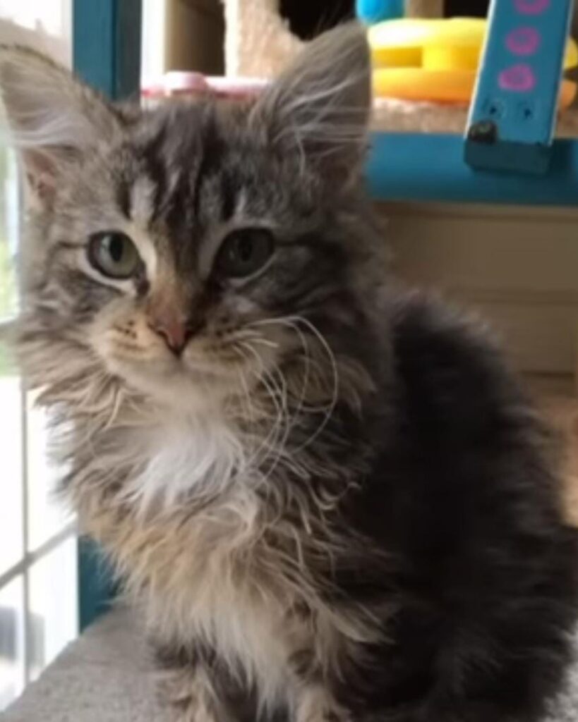 The kitten is sitting by the window