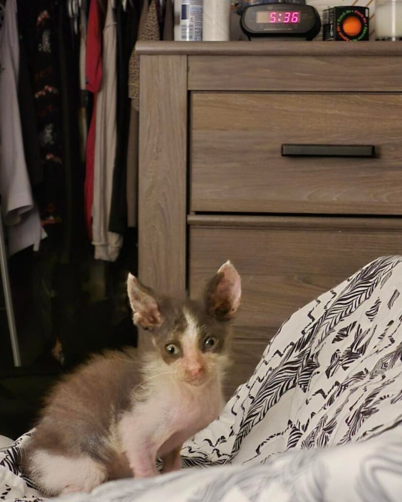 The kitten is sitting on the bed