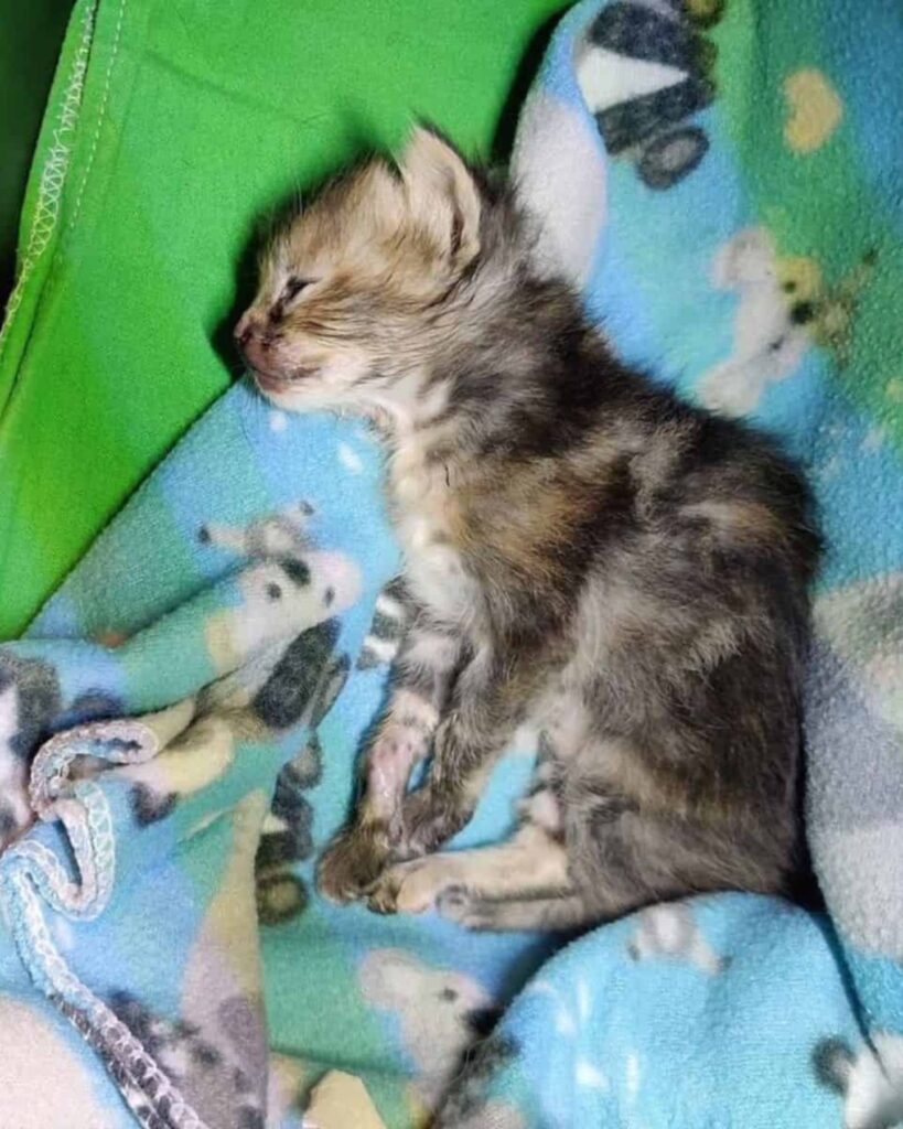 The kitten is sleeping on a colorful blanket