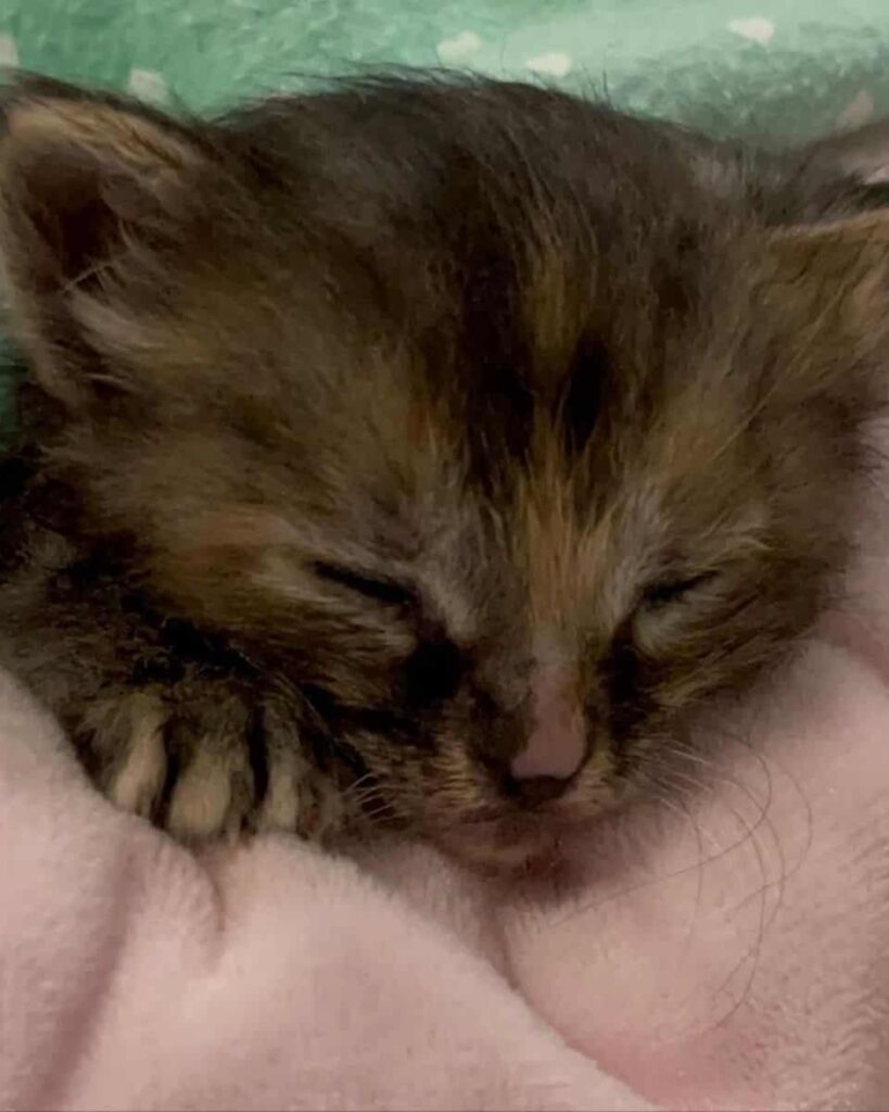 The kitten is sleeping on a pink blanket