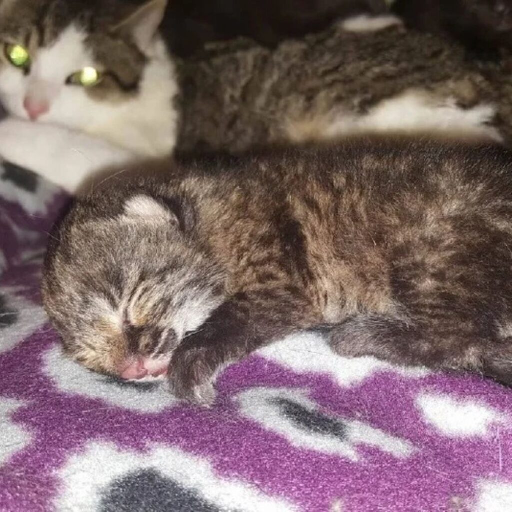 The kitten is sleeping on the blanket