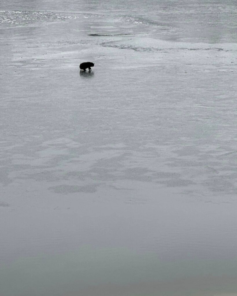 The kitten is standing on the ice