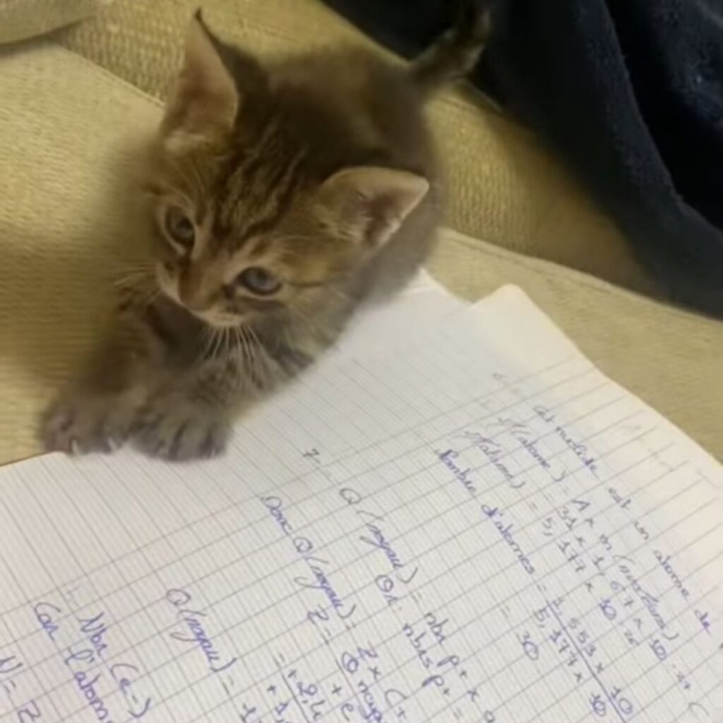 The kitten is standing on the notebook