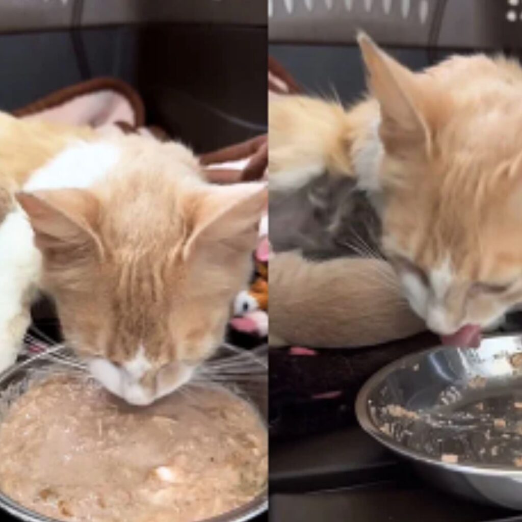 The kitten licks itself while eating