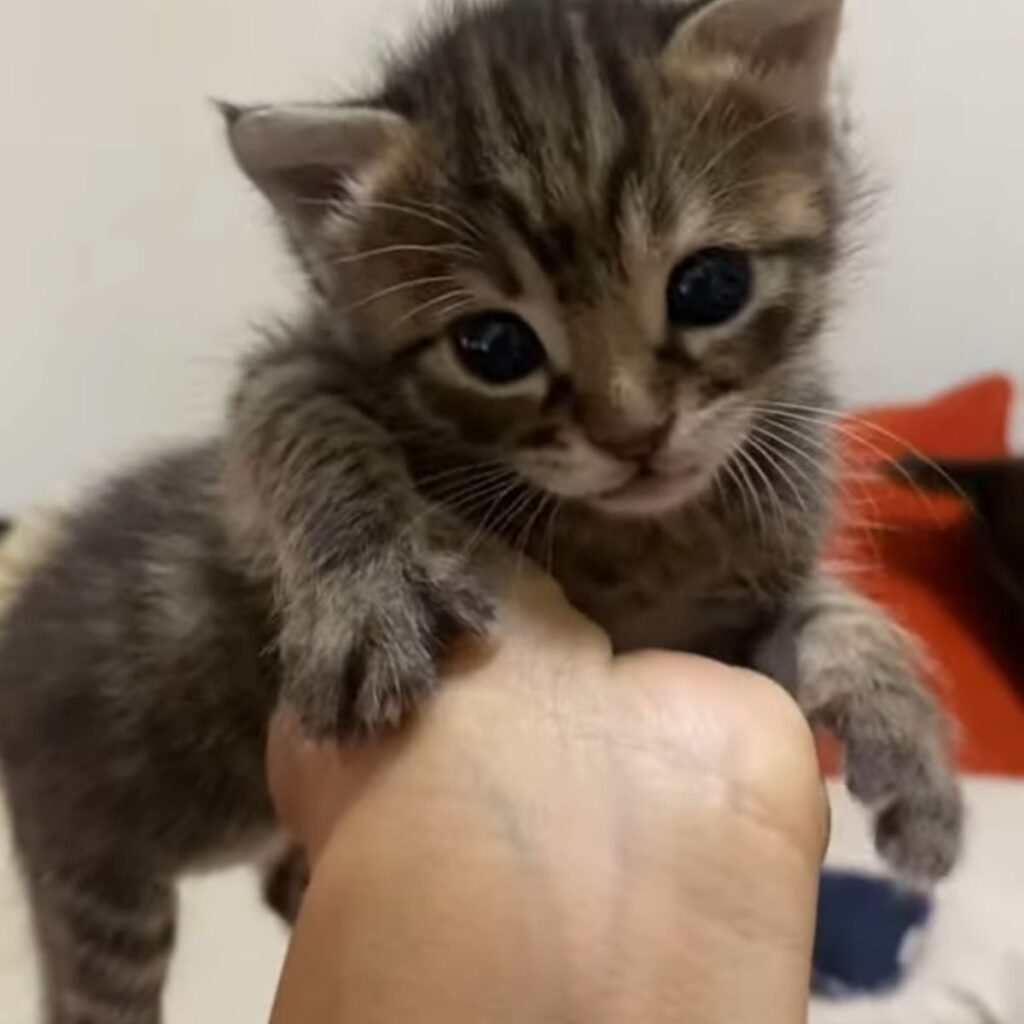 The kitten paws the woman's hand
