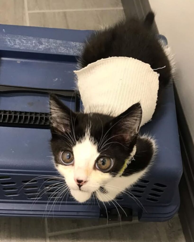 The kitten sits and looks above him