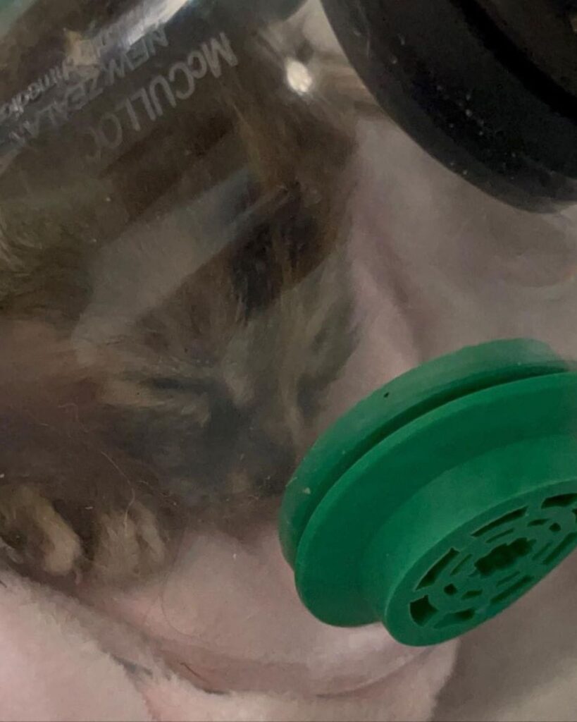 The kitten sleeps with a bun on its head