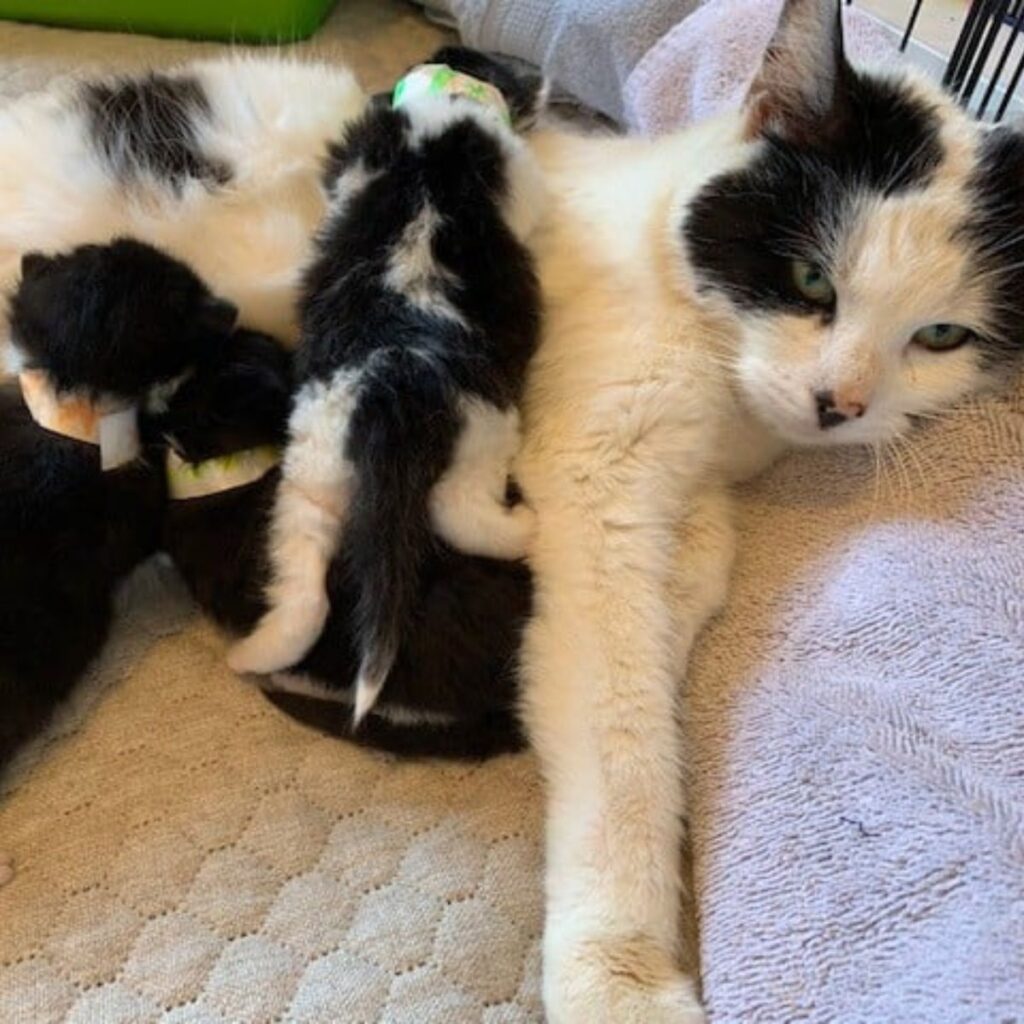 The kittens are lying on the cat.