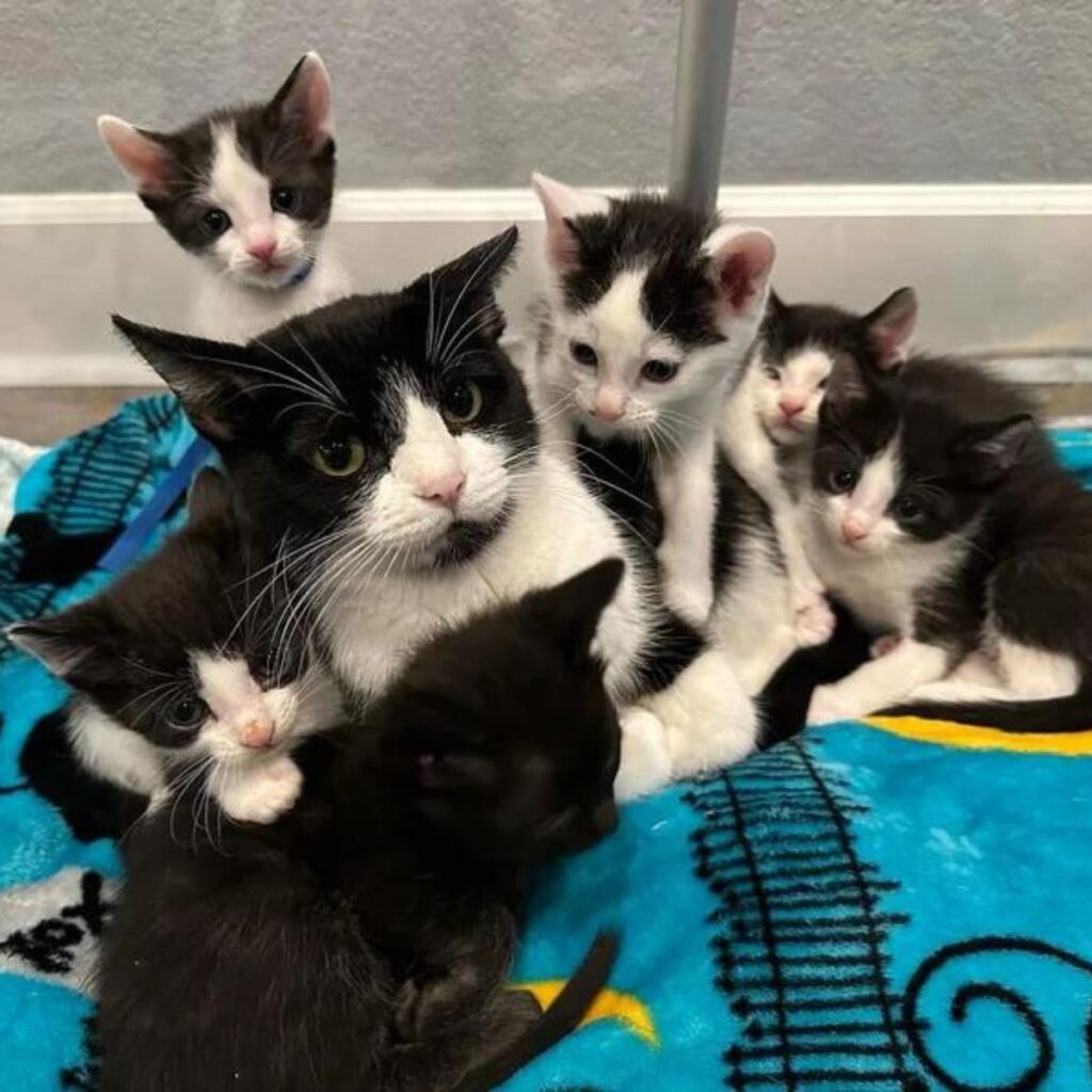 The kittens gathered around the mother cat