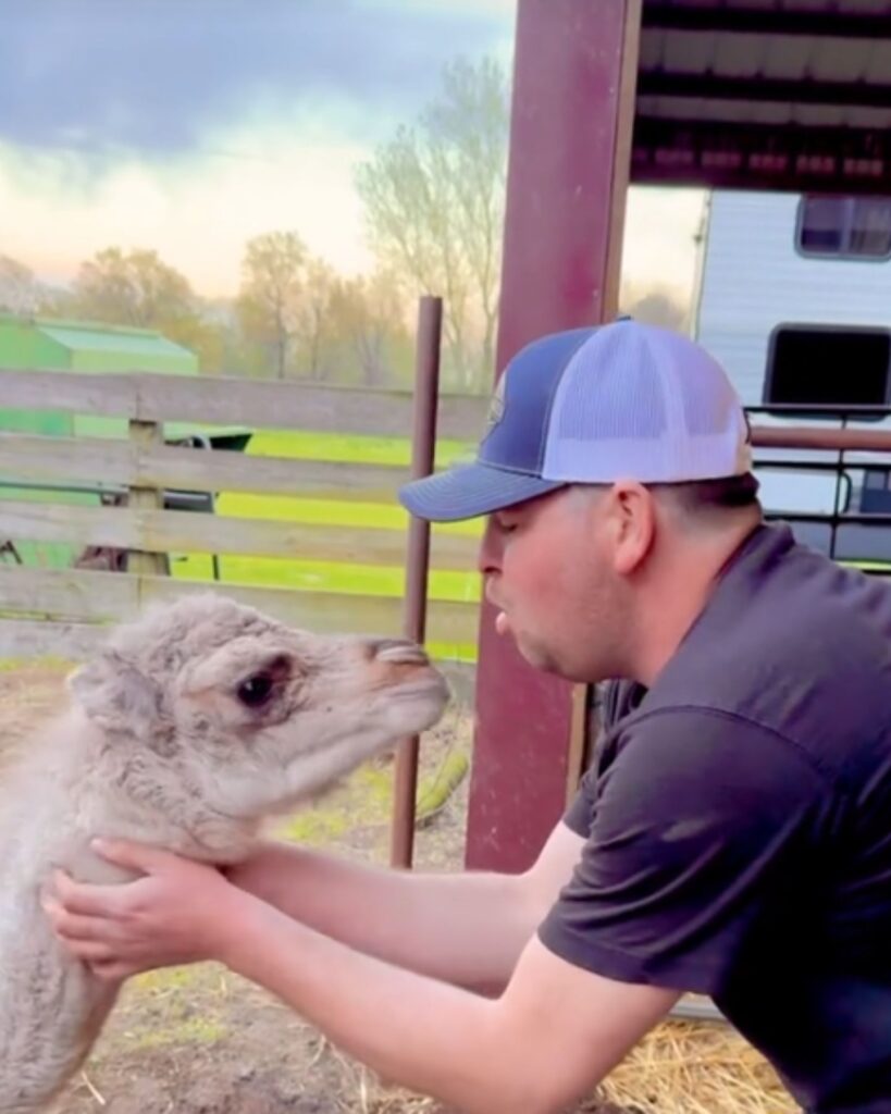 The man wants to kiss the camel