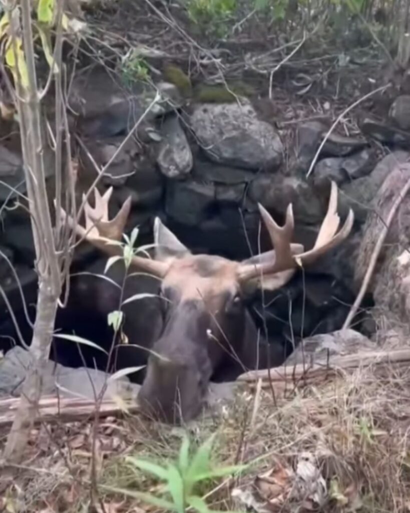 The moose is looking out of the well
