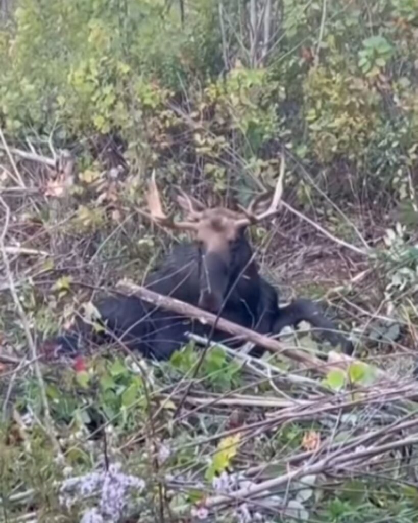 The moose lies on the grass in the bushes