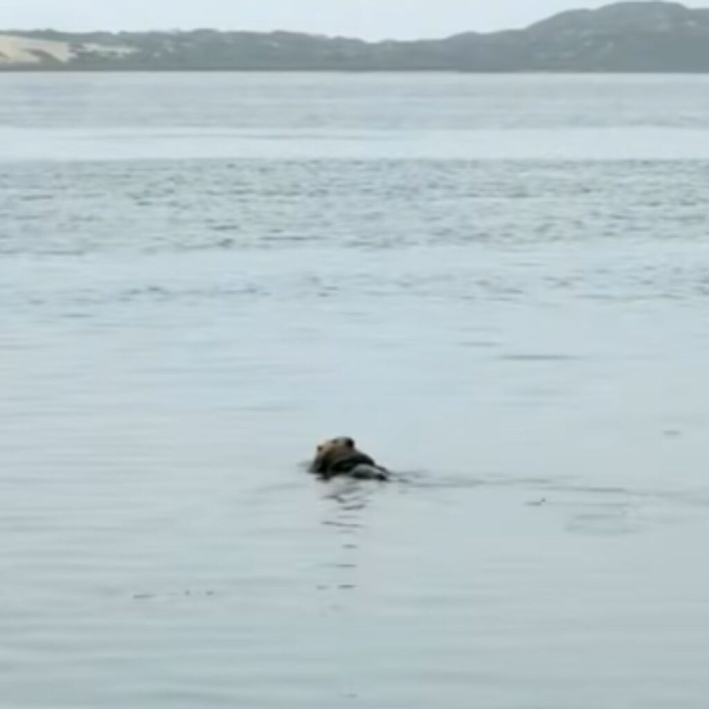 The otter is swimming in the water