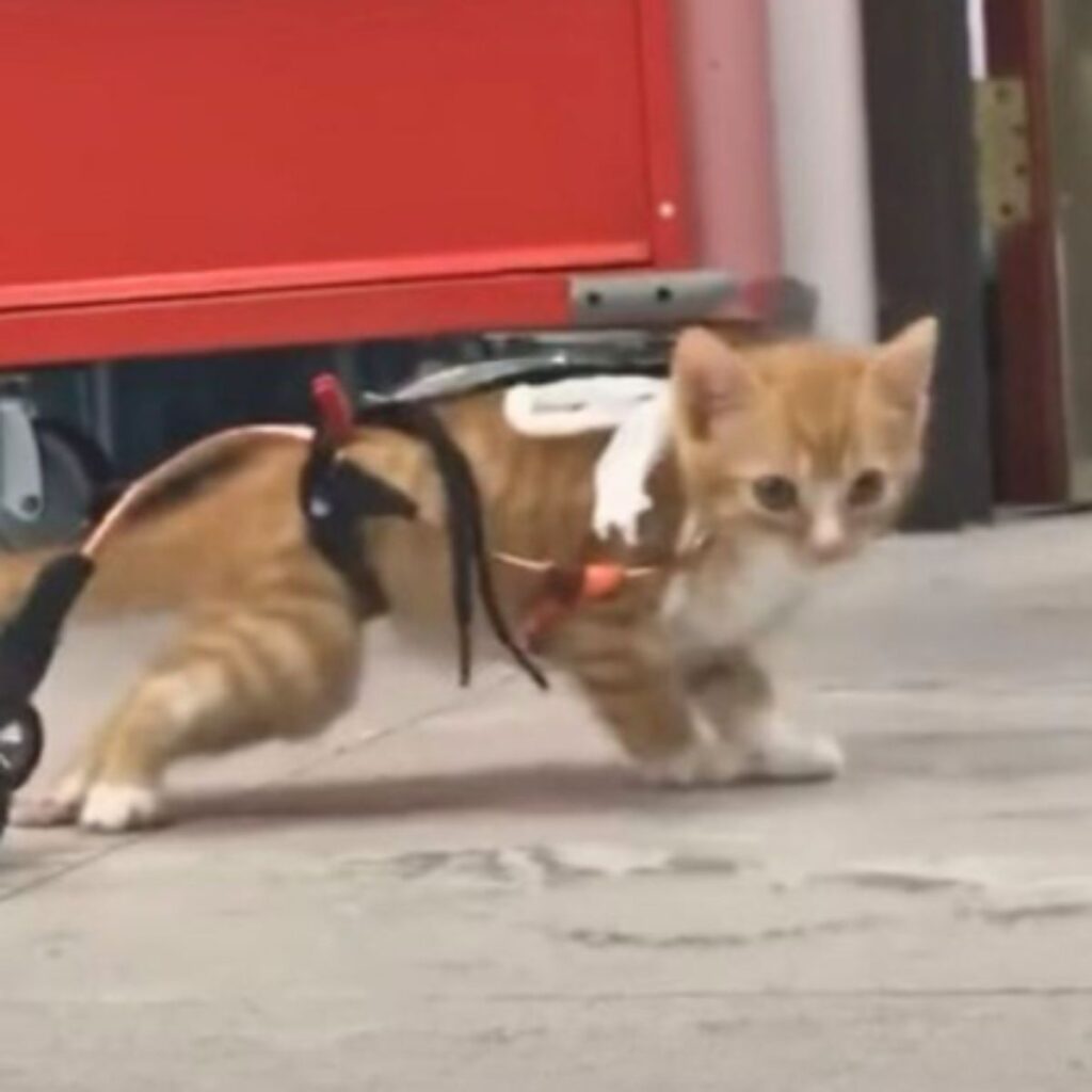 The paralyzed cat is standing