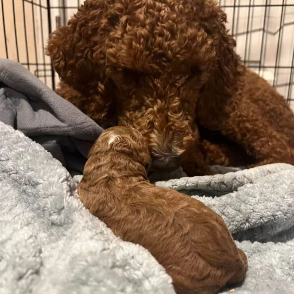 The poodle is sniffing her puppy
