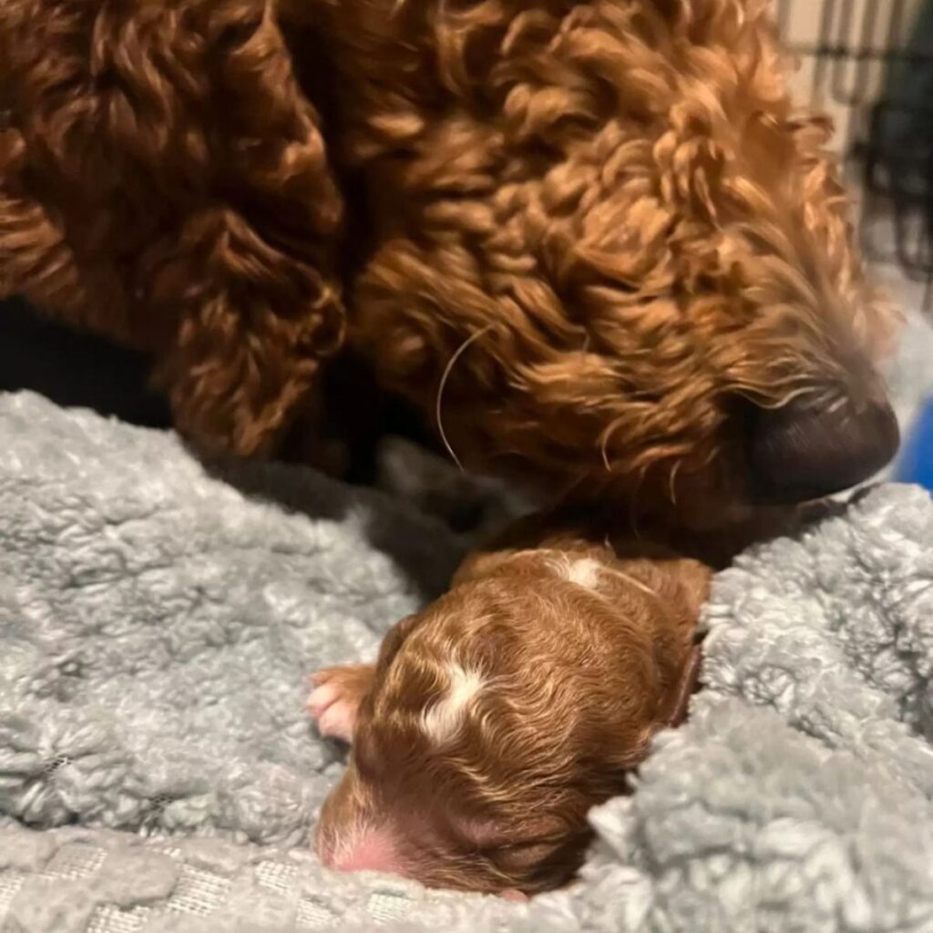 The poodle licks her puppy