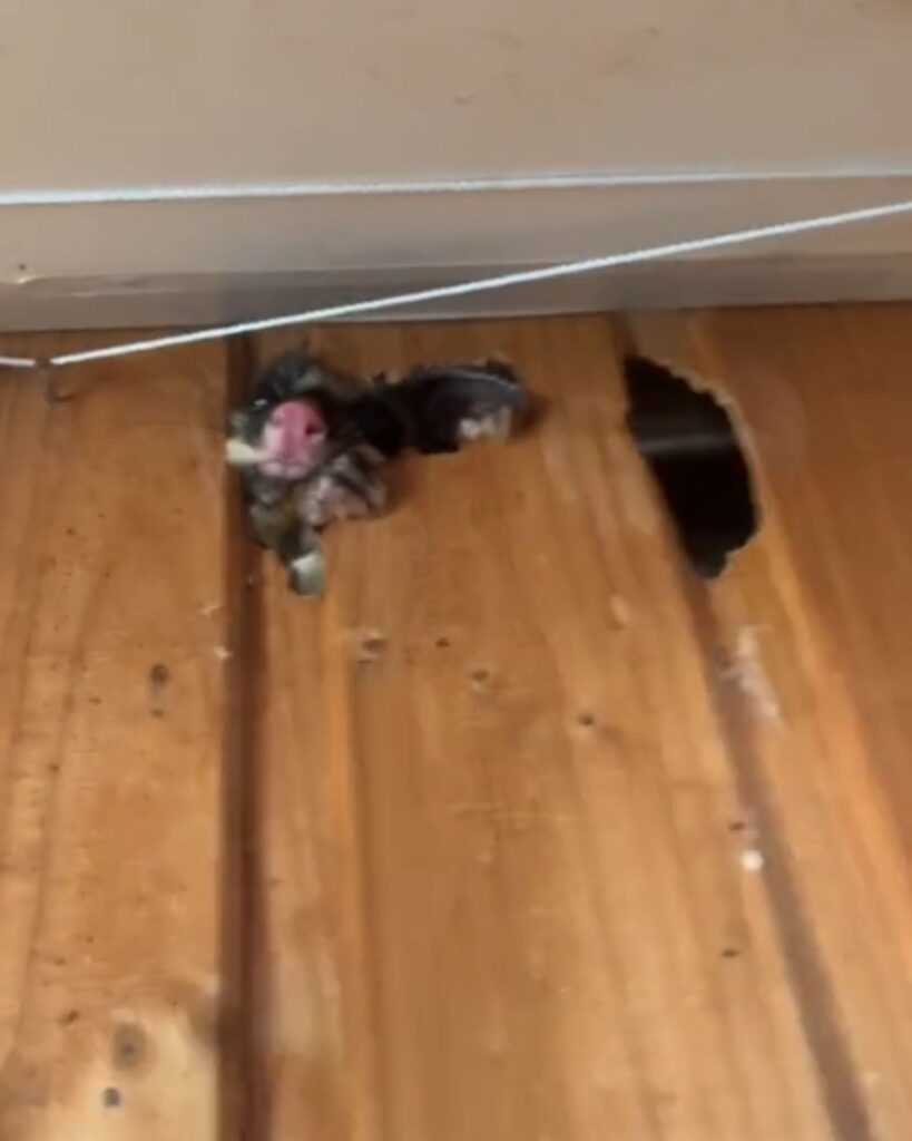 The possum got stuck in a wooden hole