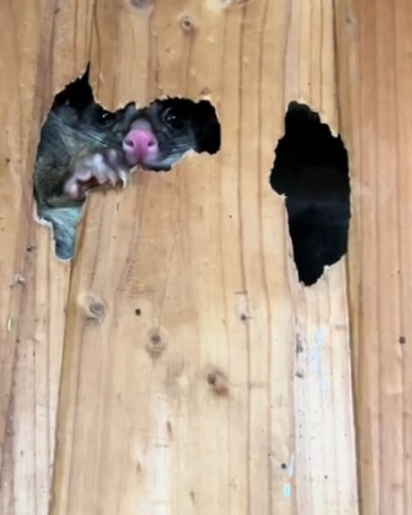 The possum is peeking out of the hole