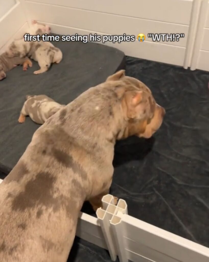 The puppies are sleeping, the dog is watching them