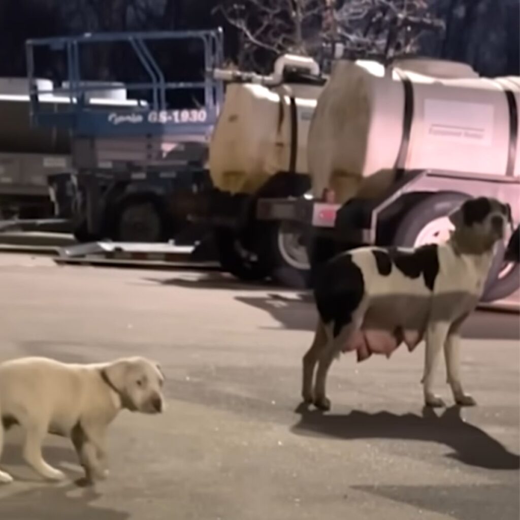 The puppy follows the mother dog