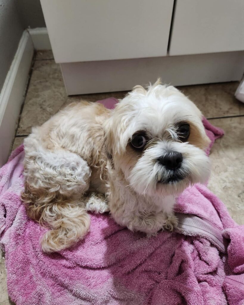 The puppy is lying on a towel