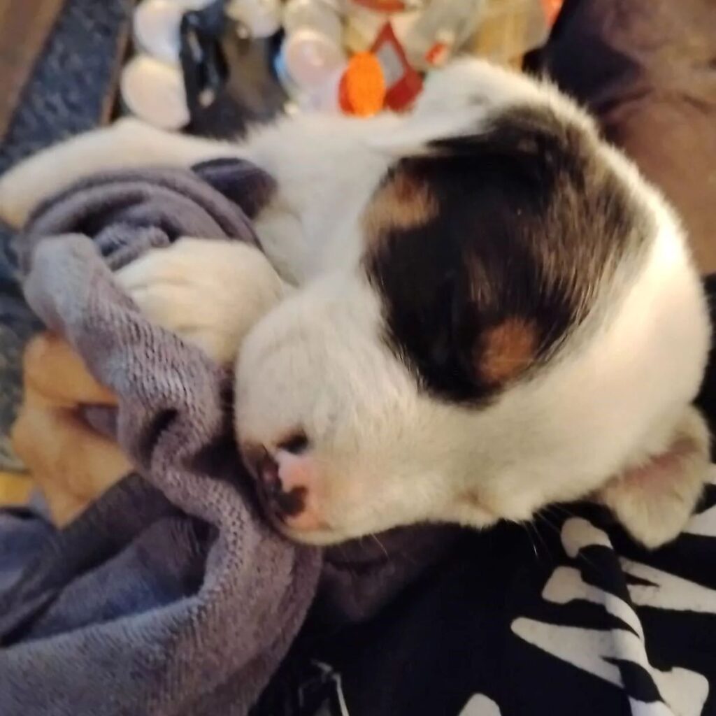 The puppy is sleeping in the woman's arms