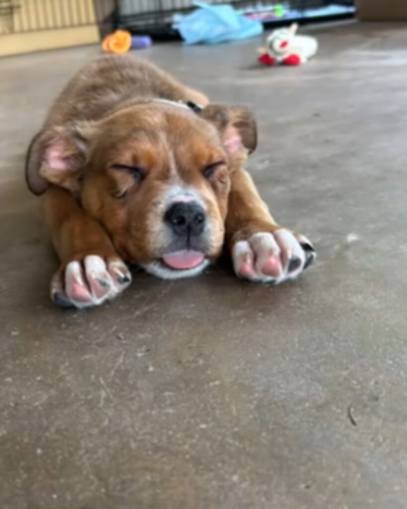 The puppy is stretching