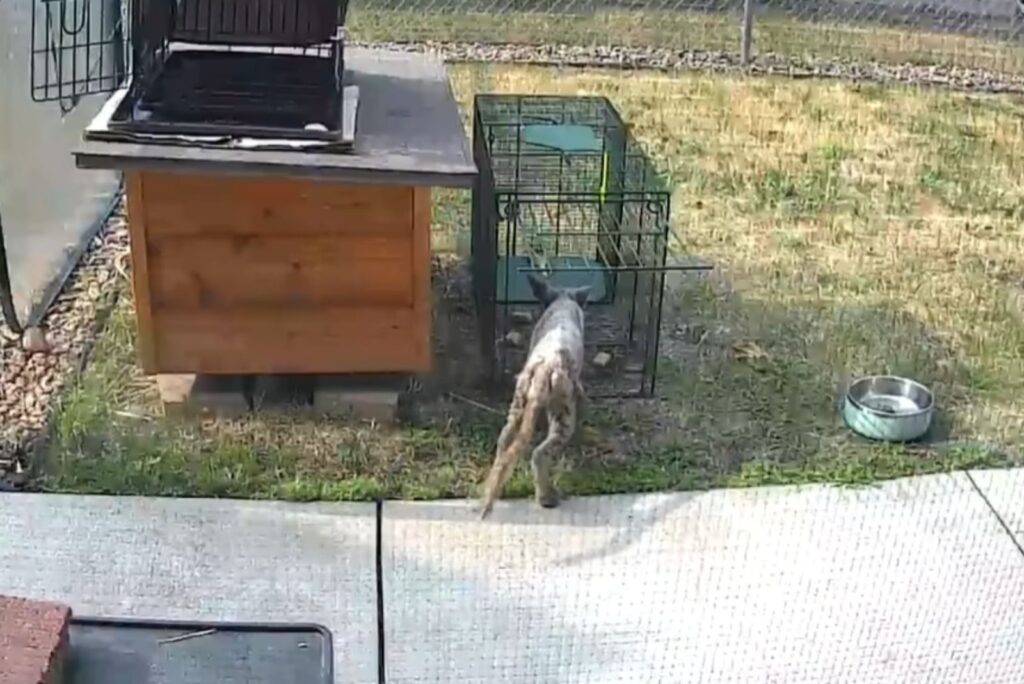 The red fox enters the cage