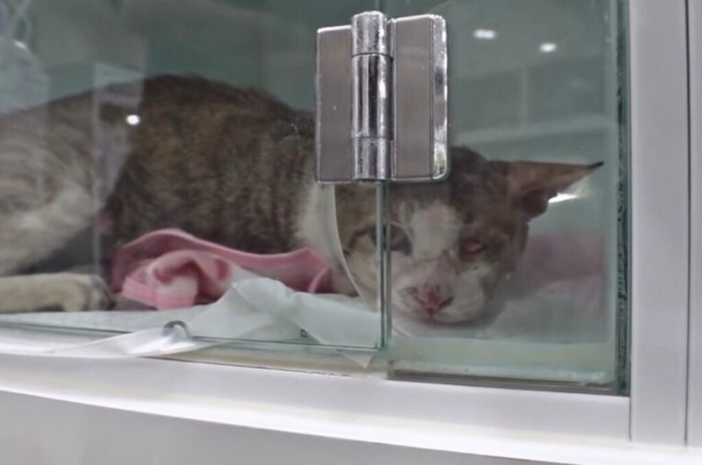 The sick cat is lying down