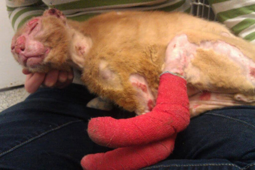 The sick cat is lying down