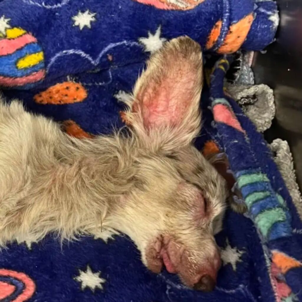 The sick dog is sleeping
