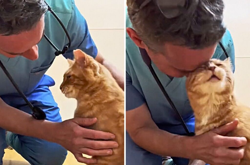 The veterinarian is petting the yellow cat