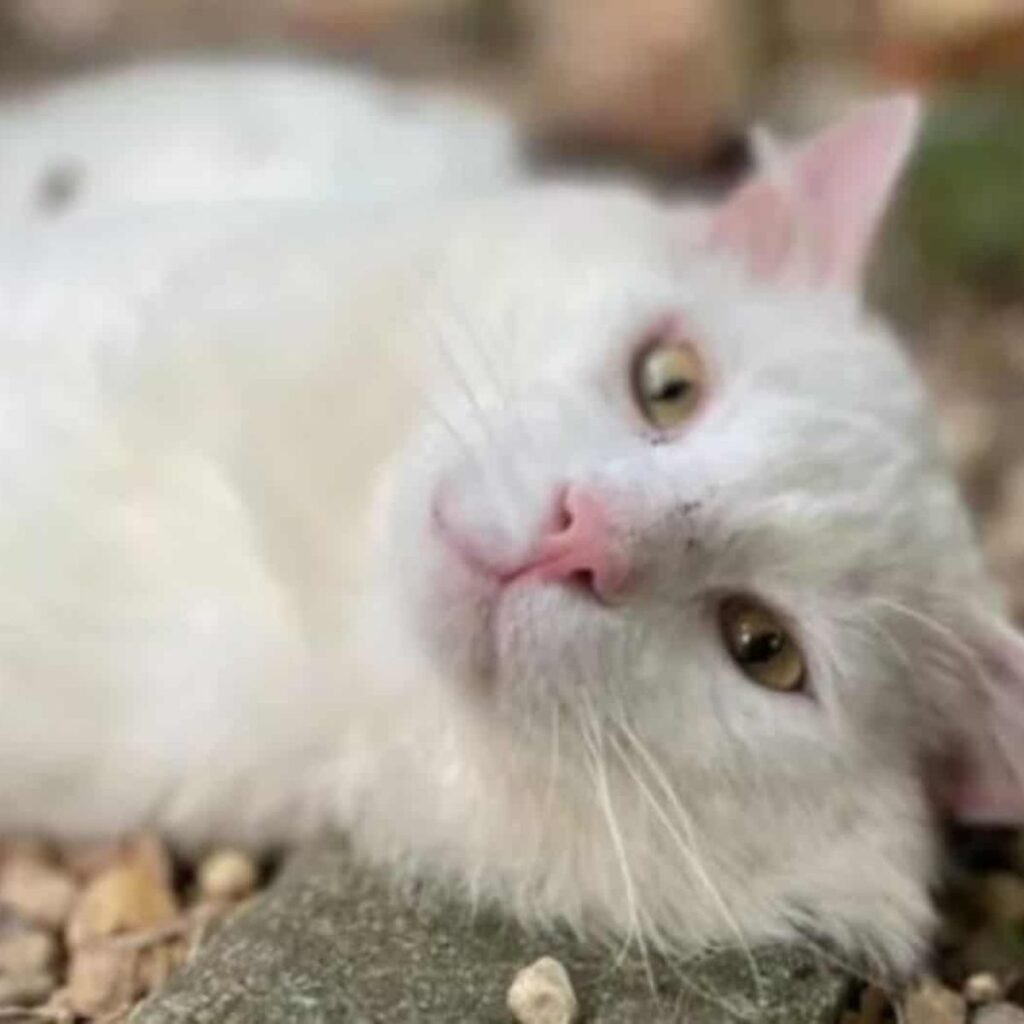 The white cat is lying down