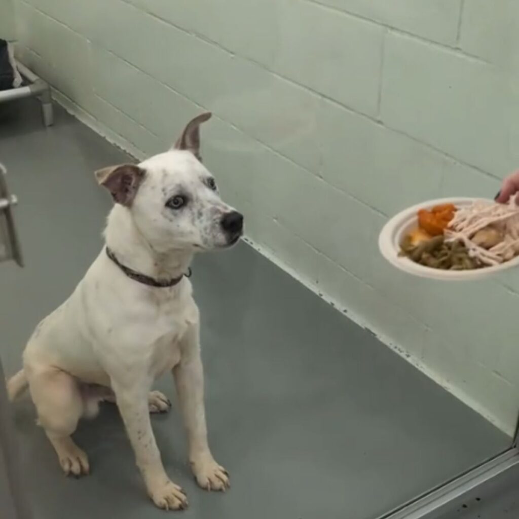 The white dog is waiting for its food