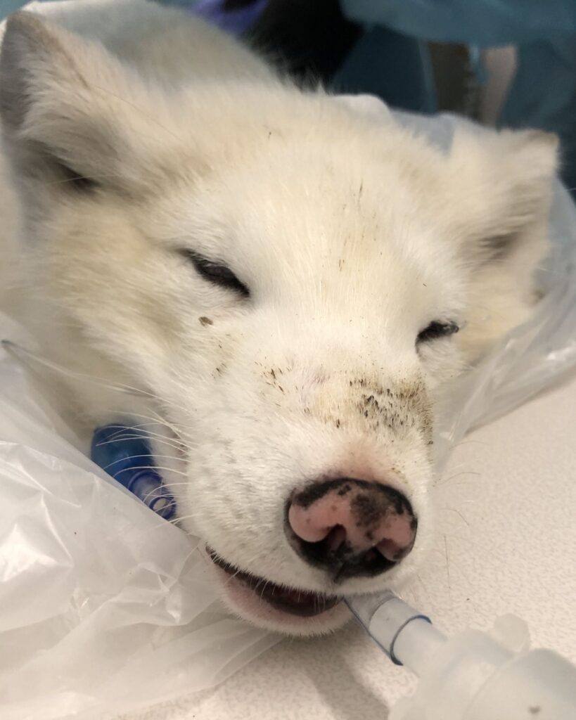 The white fox is receiving an infusion