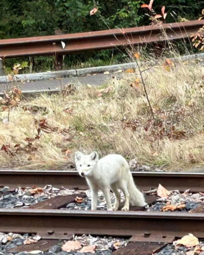 The white fox is standing on the railway