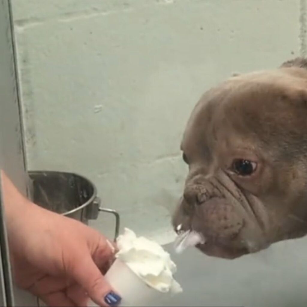 The woman gives the dog whipped cream