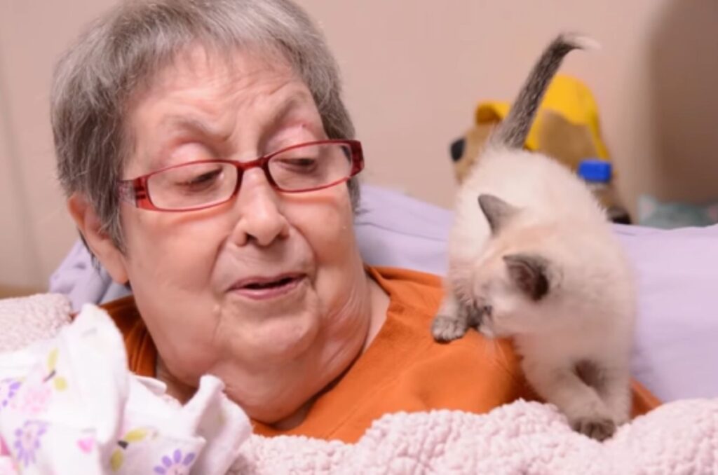 The woman looks at the kitten on her shoulder