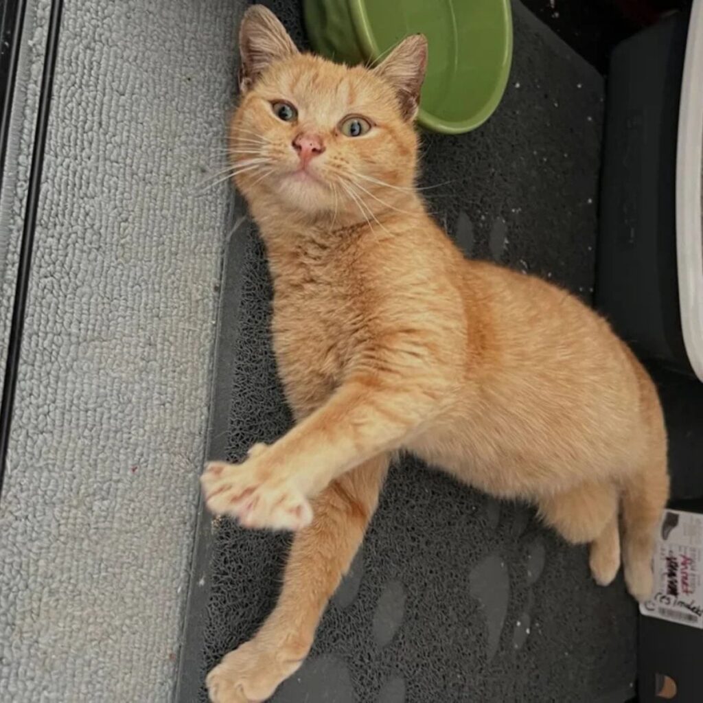 The yellow cat is lying on the carpet