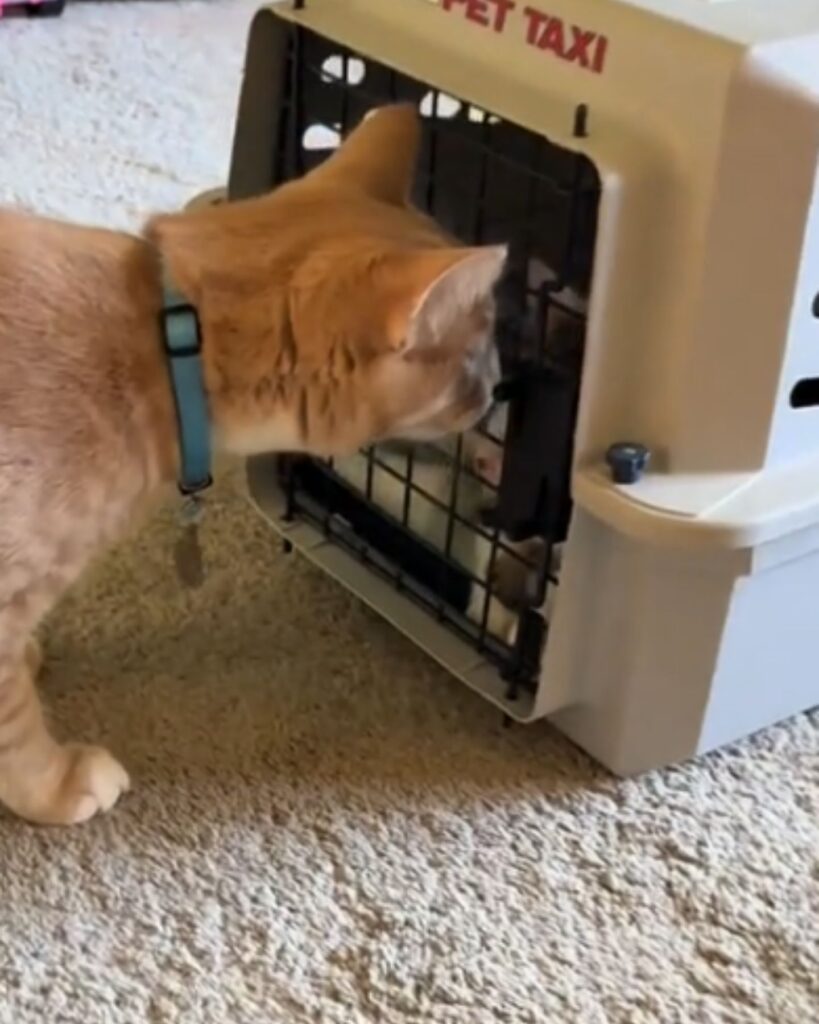 The yellow cat is sniffing the kitten in the cage