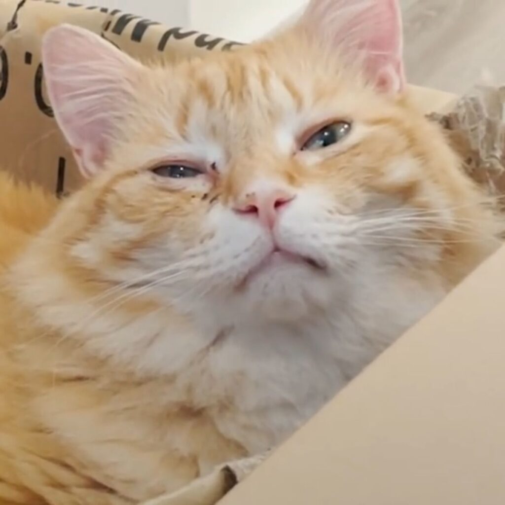 The yellow cat is squinting