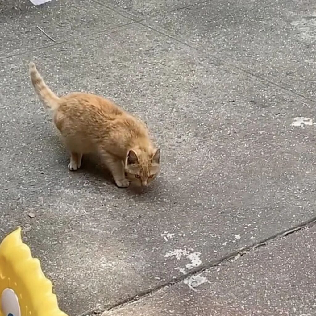The yellow cat is walking