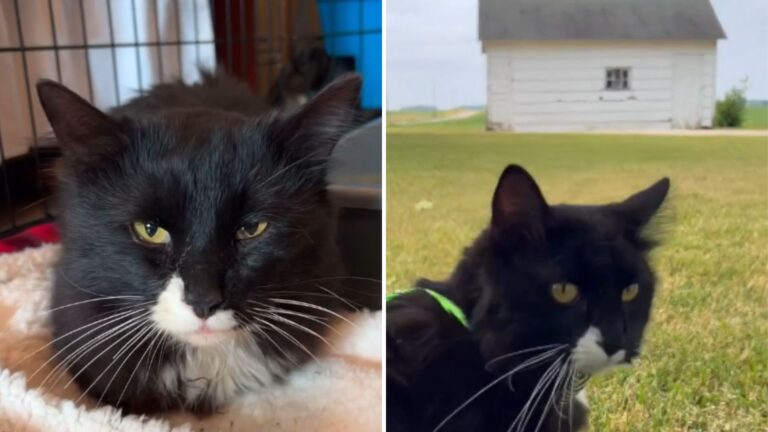 This Cat Was Rescued From Old Shed In Indiana