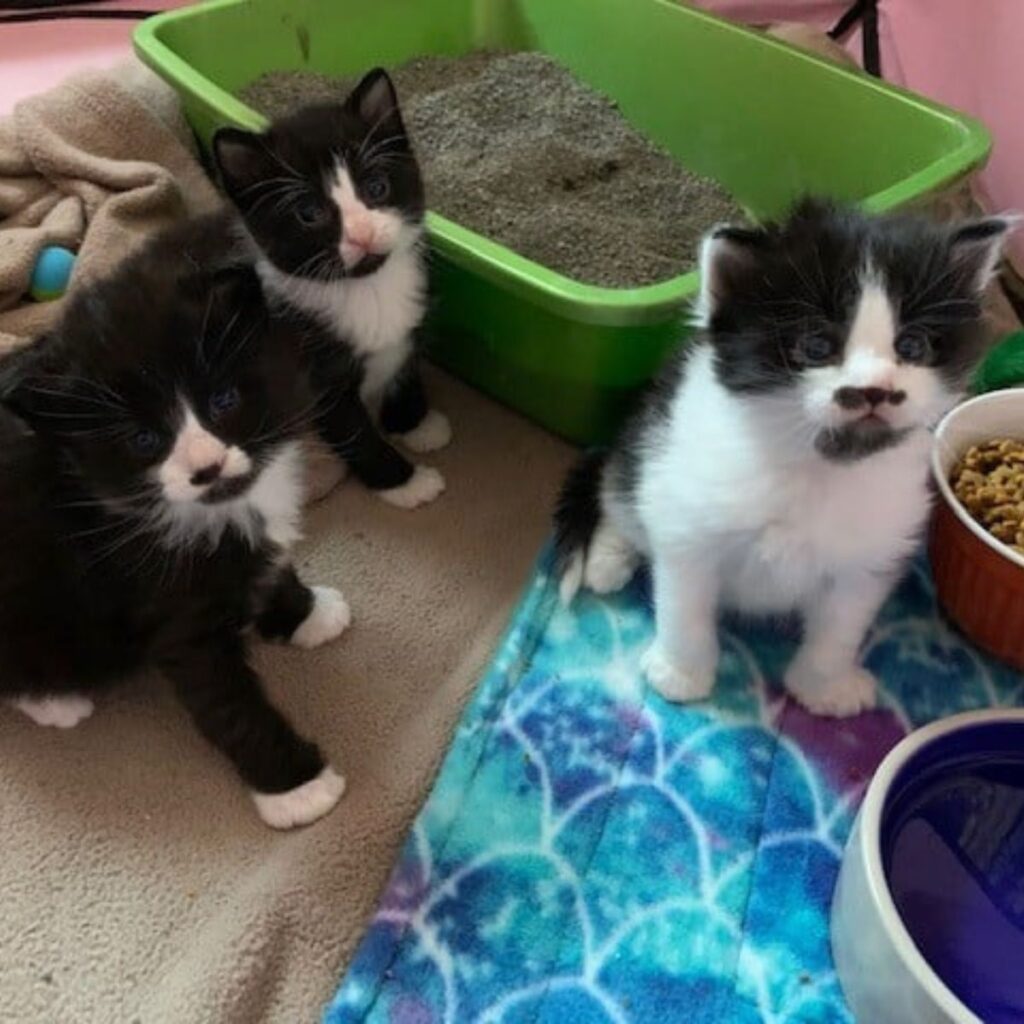Three kittens are sitting next to a sandbox