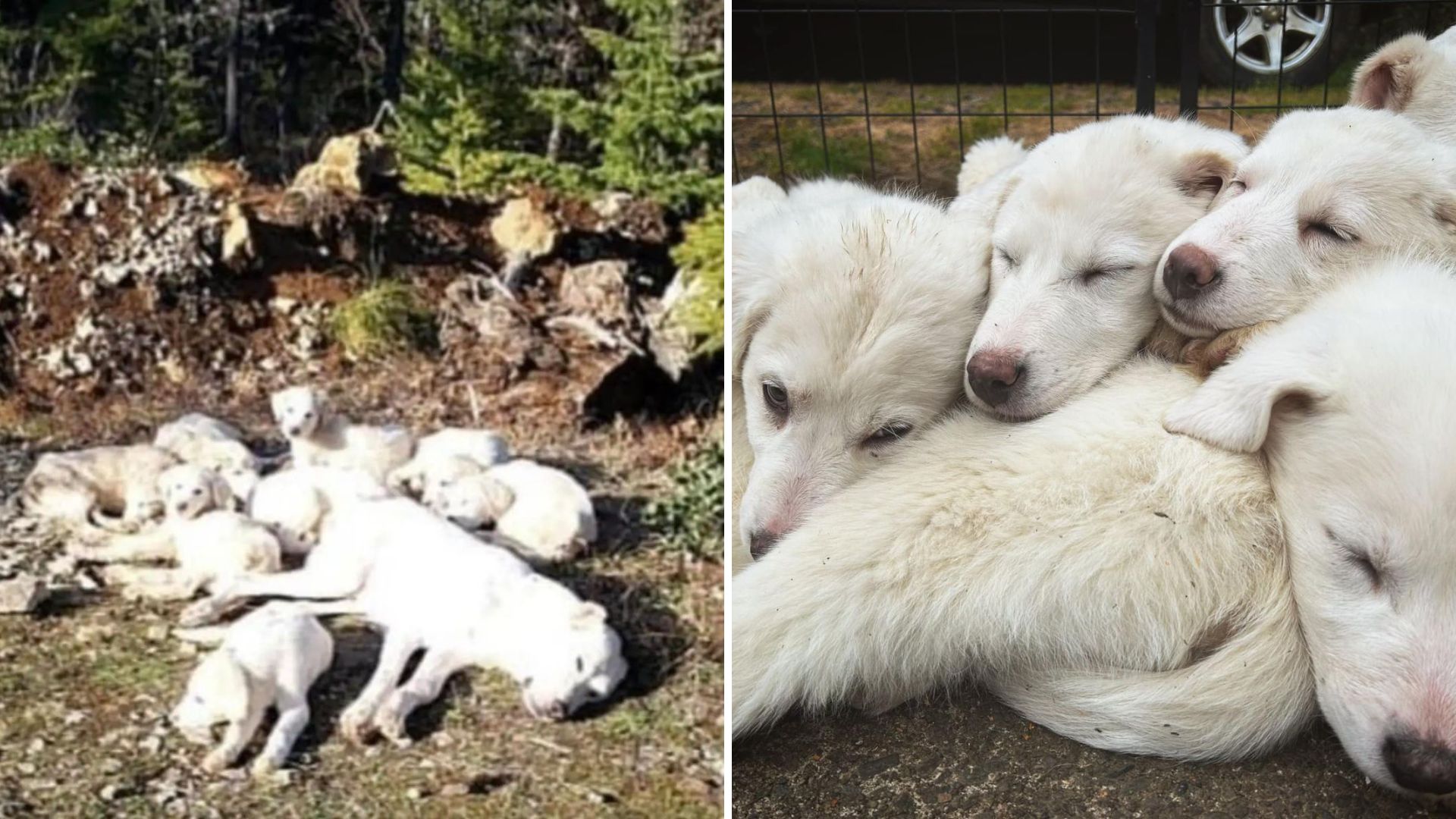 Mama Dog Shielded Her Babies Until Kind Stranger Found Them